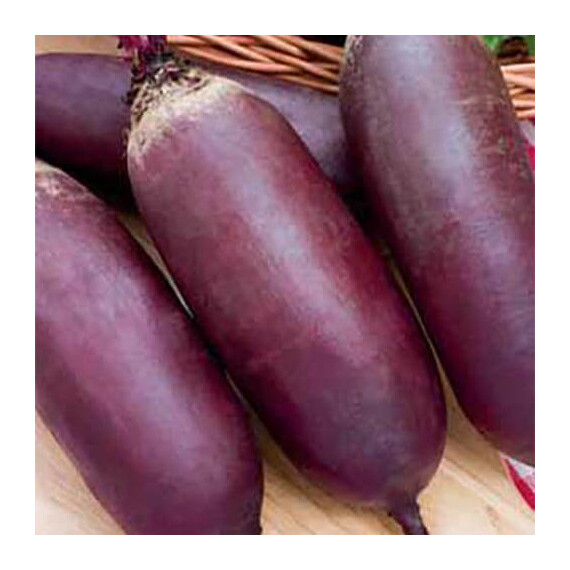 Насіння буряка Атаман Satimex від 100 г, Фасовка: Проф упаковка 100 г | Agriks