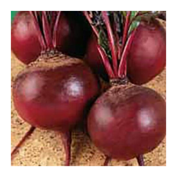 Семена свеклы Детройт-2 Hortus от 50 г, Фасовка: Проф упаковка 50 г | Agriks