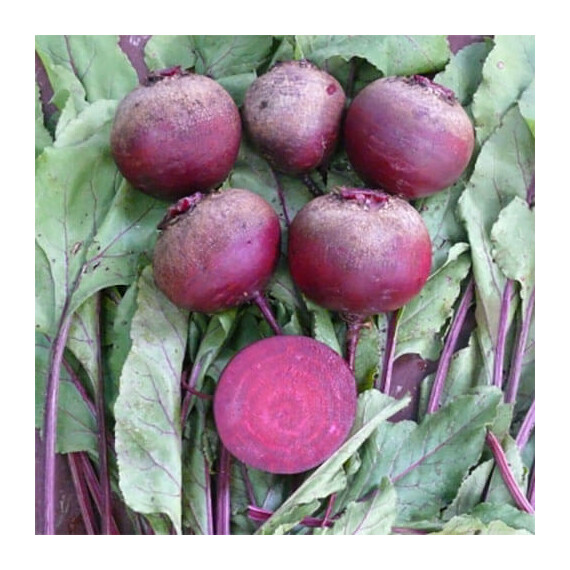 Семена свеклы Детройт Дарк Lark Seeds от 400 г, Фасовка: Проф упаковка 400 г | Agriks