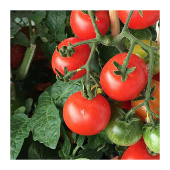 Семена томата детерминантного Девис Hortus от 10 г, Фасовка: Проф упаковка 10 г | Agriks