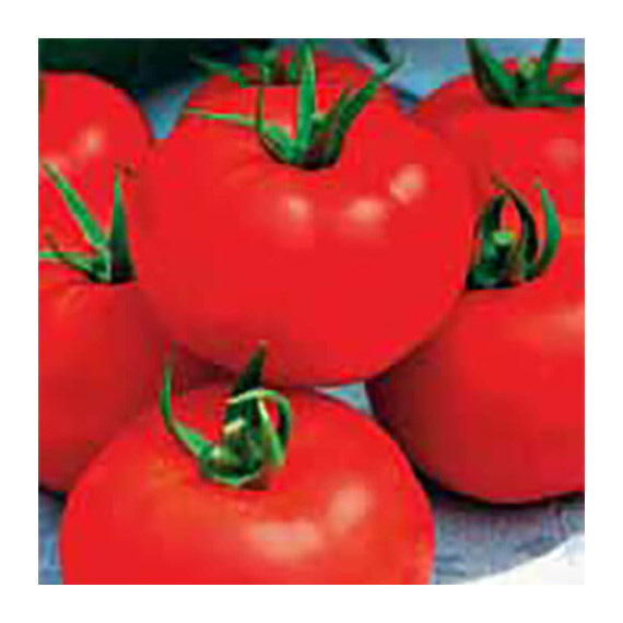 Семена томата детерминантного Игранда Satimex от 10 г, Фасовка: Проф упаковка 10 г | Agriks