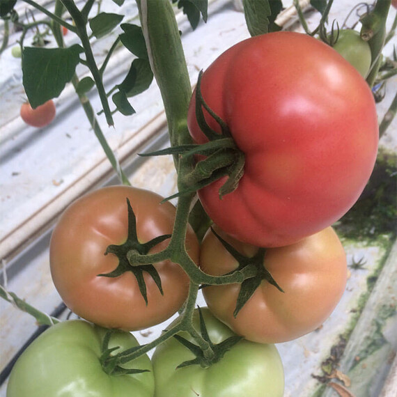 1625 F1 Lark Seeds 250 шт, Фасовка: Проф упаковка 250 шт | Agriks