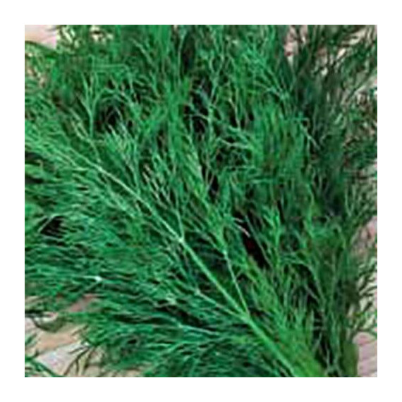 Насіння кропу Амброзія Satimex від 100 г, Фасовка: Проф упаковка 100 г | Agriks
