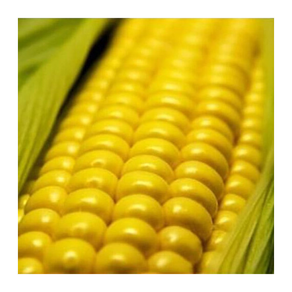 GSS 8529 F1 Syngenta семена кукурузы сахарной (сладкой), Фасовка: Проф упаковка 100 000 шт | Agriks