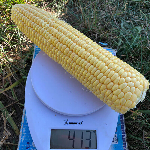 1805 F1 Lark Seeds семена кукурузы сахарной (сладкой), Фасовка: Проф упаковка 2 500 шт | Agriks