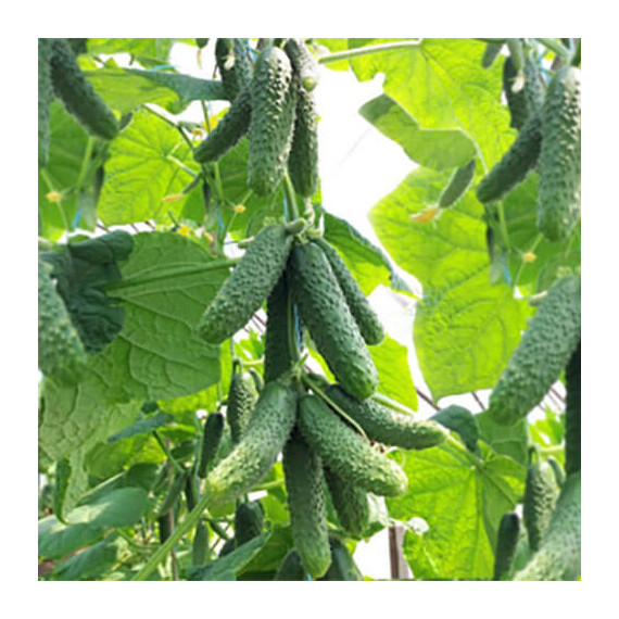 Семена огурца Нибори (КС 90) F1 Kitano Seeds 1 000 шт, Фасовка: Проф упаковка 500 шт | Agriks