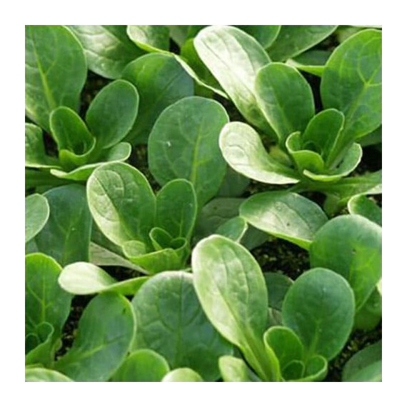 Семена салата Корнсалат Верде де капрай Hortus 50 г | Agriks