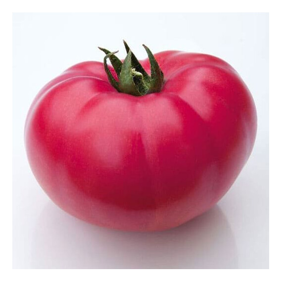 Насіння томату індетермінантного КС 3811 F1 Kitano Seeds від 100 шт, Фасовка: Проф упаковка 100 шт | Agriks