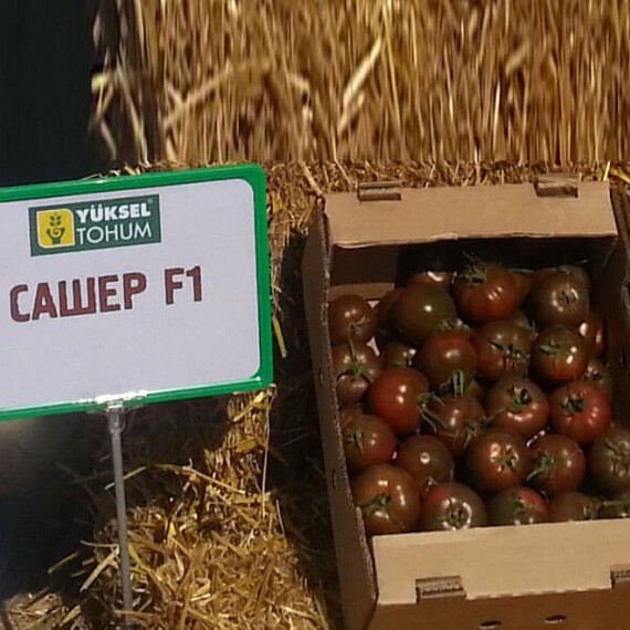 Семена томата индетерминантного Сашер F1 Yuksel Tohum от 5 шт, Фасовка: Проф упаковка 100 шт | Agriks