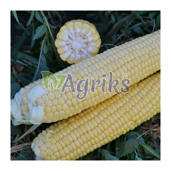 Страйк (1525) F1 Spark Seeds семена кукурузы сахарной (сладкой), Фасовка: Проф упаковка 2 500 шт | Agriks