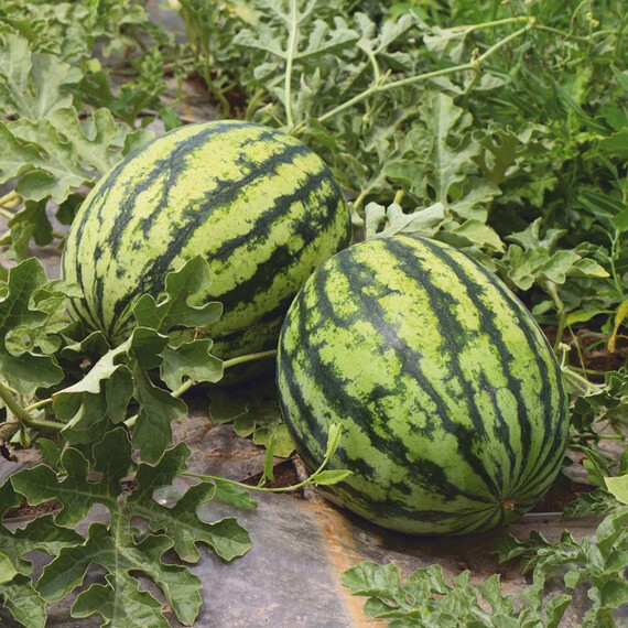 КС 633 F1 Kitano Seeds семена арбуза, Фасовка: Проф упаковка 100 шт | Agriks