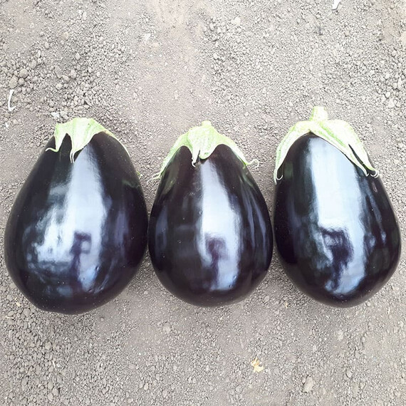 Сара F1 Cora Seeds семена баклажана, Фасовка: Проф упаковка 500 шт | Agriks
