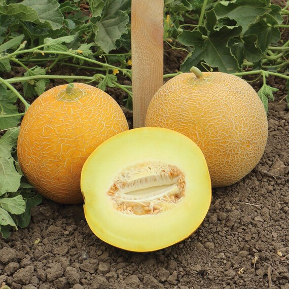 Ванда F1 (КС 517 F1) Kitano Seeds насіння дині, Фасовка: Проф упаковка 100 шт | Agriks