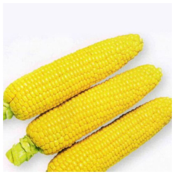 1801 F1 Spark Seeds 2семена кукурузы сахарной (сладкой), Фасовка: Проф упаковка 25 000 шт | Agriks