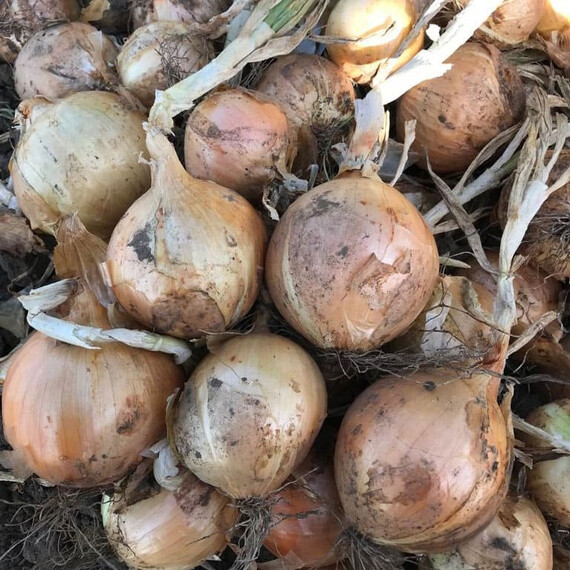 CRX 2301 F1 Cora Seeds насіння цибулі ріпчастої, Фасовка: Проф упаковка 250 000 шт | Agriks