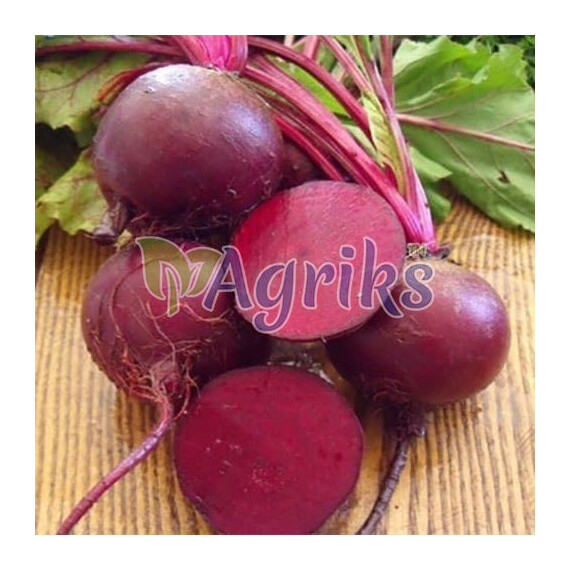 Семена свеклы Детройт Clause от 250 г, Фасовка: Проф упаковка 1 кг | Agriks