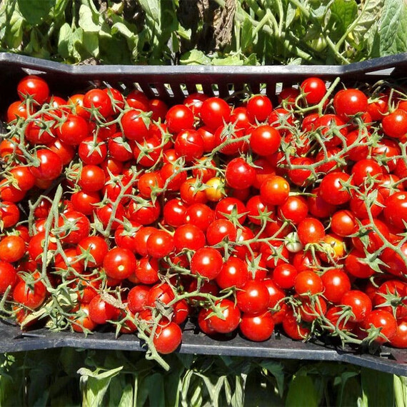 Семена томата Ачико F1 Cora Seeds 1 000 шт, Фасовка: Проф упаковка 1 000 шт | Agriks