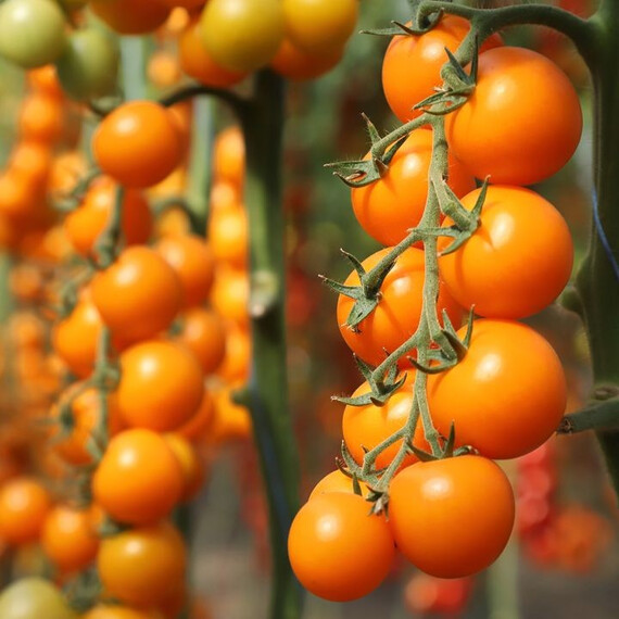 Семена томата индетерминантного Несси (КС 1549) F1 Kitano Seeds от 100 шт, Фасовка: Проф упаковка 100 шт | Agriks