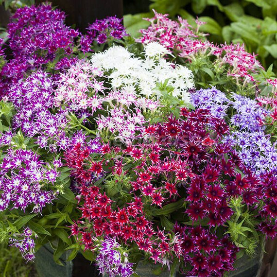 Насіння флокса Брістоль Formula Mixed Kitano Seeds 100 драже, Різновиди: Formula Mixed, Фасовка: Проф упаковка 100 шт | Agriks
