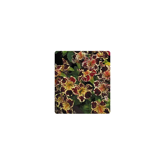 Насіння губастіка Окінава Formula Мixed Kitano Seeds 100 шт, Різновиди: Formula Мixed, Фасовка: Проф упаковка 100 шт | Agriks