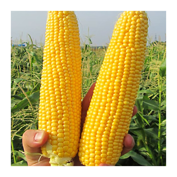 GSS 5649 F1 Syngenta насіння кукурудзи цукрової (солодкої) | Agriks