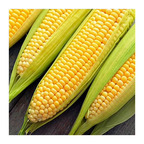 Елемент F1 Syngenta насіння кукурудзи цукрової (солодкої) | Agriks