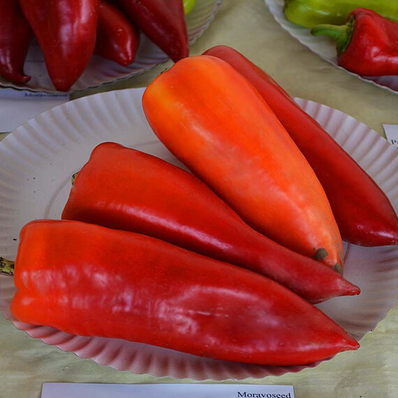 Насіння перцю Монанта Moravoseed 50 гр, Фасовка: Проф упаковка 50 г | Agriks