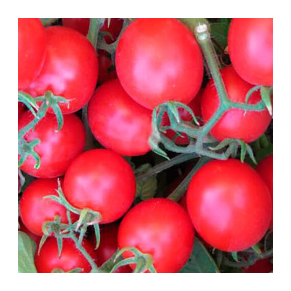 Семена томата Баглиор F1 Cora Seeds 1 000 шт, Фасовка: Проф упаковка 1 000 шт | Agriks