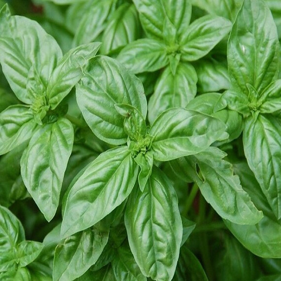 Мистер Барнс Moravoseed семена базиликар, Фасовка: Проф упаковка 50 г | Agriks