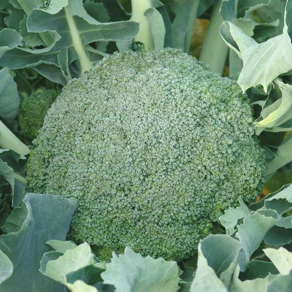 Лімба Moravoseed насіння капусти броколі, Фасовка: Проф упаковка 50 г | Agriks