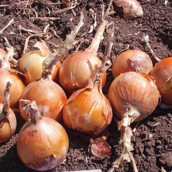 Миссисипи F1 Seminis семена лука репчатого | Agriks