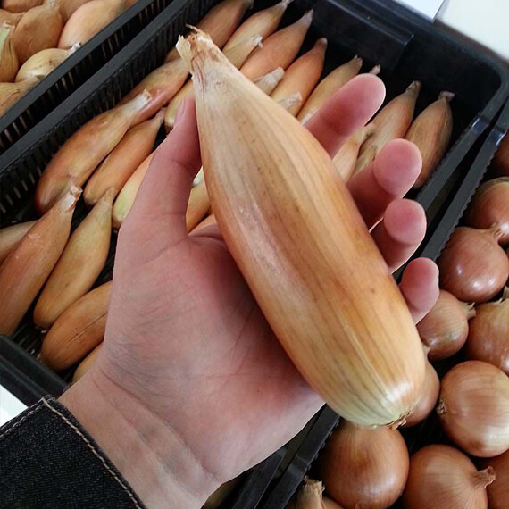 Тоска Moravoseed семена лука репчатого, Фасовка: Проф упаковка 100 г, Цвет: Желтый | Agriks