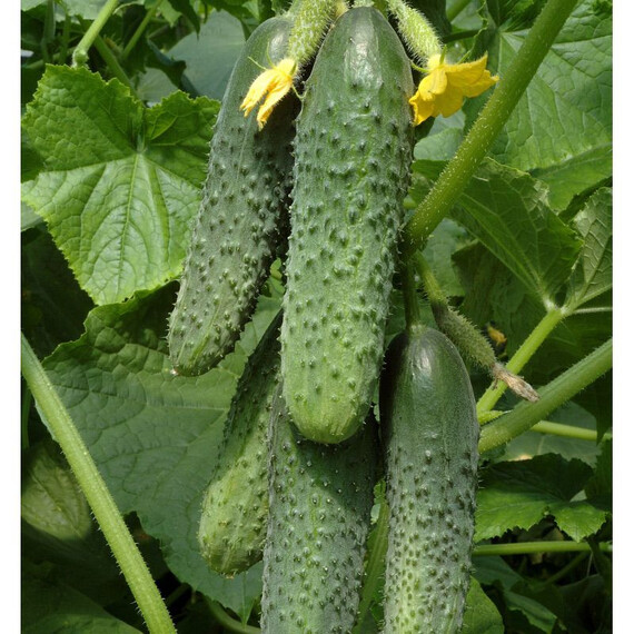 Семена огурца Кураж F1 Breeding Seeds  (Gavrish) от 500 шт, Фасовка: Проф упаковка 1 000 шт | Agriks