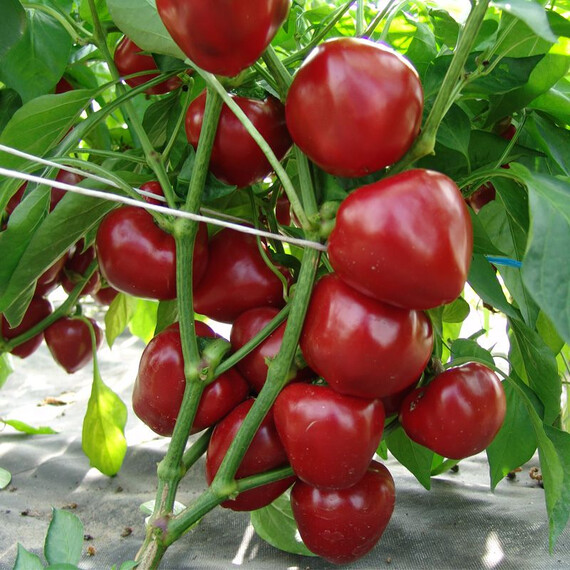 Семена перца Думас Moravoseed 50 гр, Фасовка: Проф упаковка 50 г | Agriks