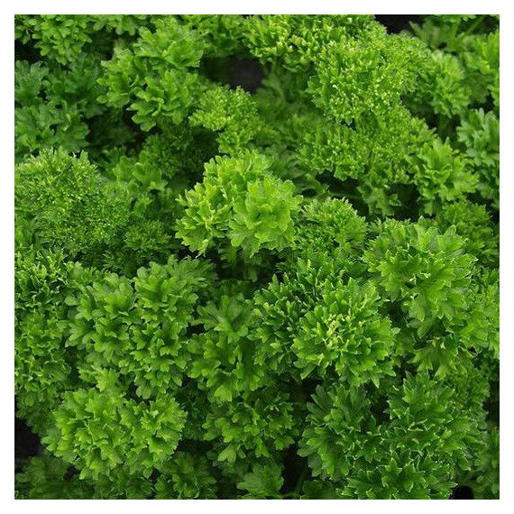 Семена петрушки Мосс Hortus 100 г, Фасовка: Проф упаковка 100 г | Agriks