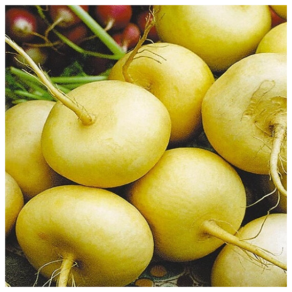 Семена репы Петровка Satimex 250 г | Agriks