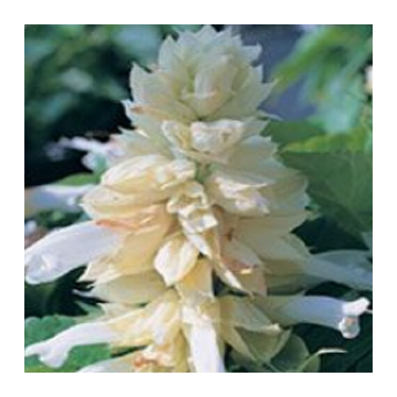Насіння сальвії Кампай White Kitano Seeds 1 г, Різновиди: White, Фасовка: Проф упаковка 1 г | Agriks
