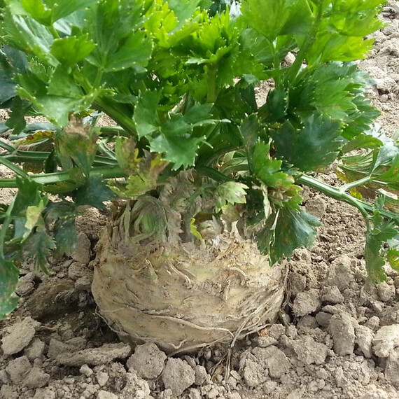Насіння селери Албін Moravoseed 10 000 шт, Фасовка: Проф упаковка 10 000 шт, Колір: Білий | Agriks