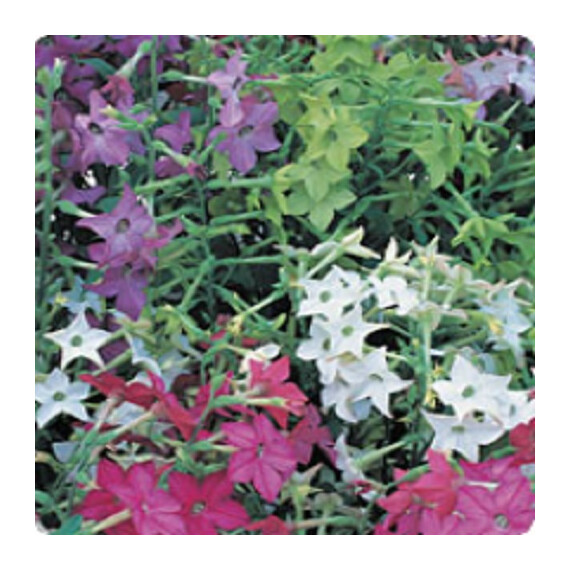 Насіння тютюну Арома Formula Mixed Kitano Seeds 250 шт, Різновиди: Formula Mixed, Фасовка: Проф упаковка 250 шт | Agriks