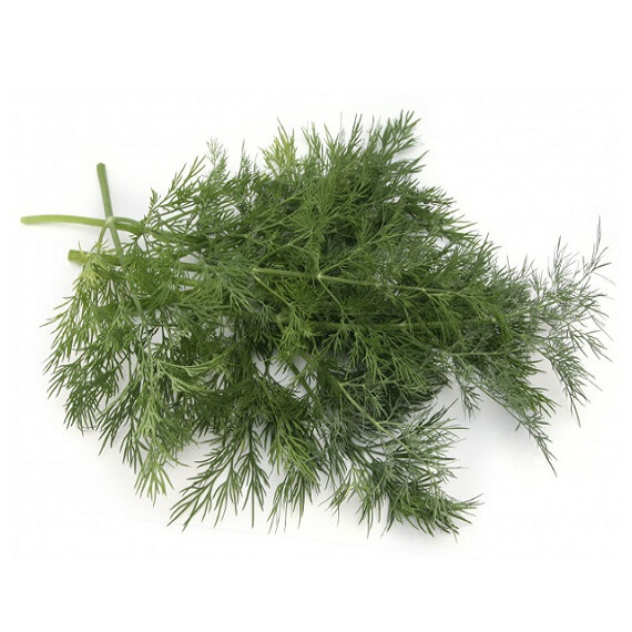 Насіння кропу Алігатор Breeding Seeds (Gavrish) 100 г калібр., Фасовка: Проф упаковка 100 г (калибр) | Agriks