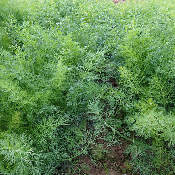 Насіння кропу Монарх Moravoseed 100 гр, Фасовка: Проф упаковка 100 г | Agriks