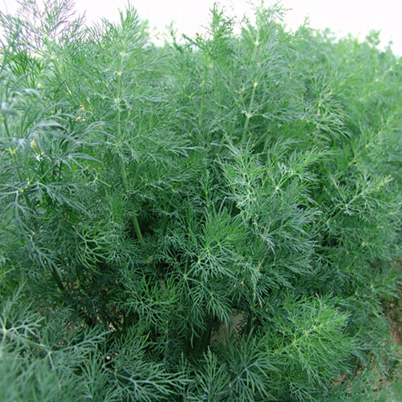 Насіння кропу Мораван Moravoseed 100 гр, Фасовка: Проф упаковка 100 г | Agriks