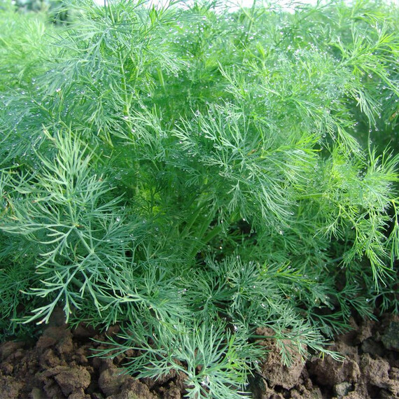 Насіння кропу Олівер Moravoseed 100 гр, Фасовка: Проф упаковка 100 г | Agriks